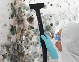 Best Mold Damage Restoration  in Bruceville Eddy, TX